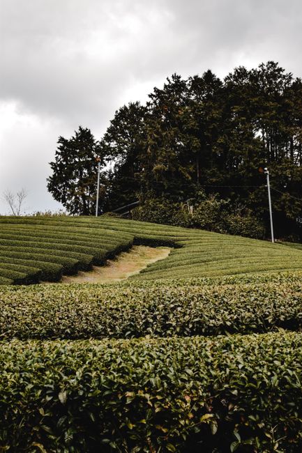 A neatly maintained small front yard in Hilly Fields, showcasing a well-defined lawn area with trimmed grass borders, bordered by garden beds filled with lush, green plants and small shrubs. The layou